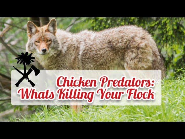 Chicken Predators: What's Killing Your Chickens, How To Stop It