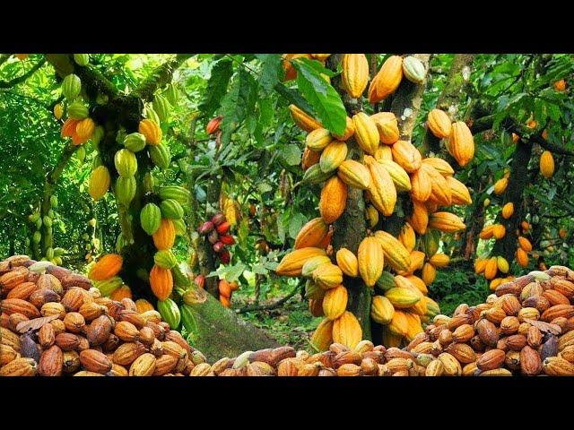 AMAZING COCOA FRUIT HARVESTING - COCOA BEAN PRODUCTION | HOW TO MAKE CHOCOLATE