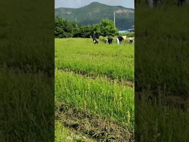 유기농도라지잡초제거 고랑잡초 무인관리기 #무인관리기 #도라지 #유기농도라지 #영동도라지 #doraji #황금도라지 #도라지재배법 #잡초제거 #친환경도라지 #친환경농업 #유기농업