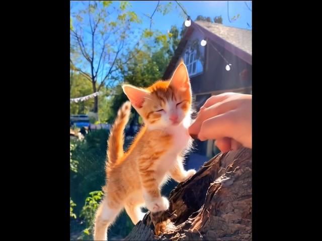 cute kitten climbing on a tree #cat #kitten #kitty #catlover #cutecat #pets #trending #cats #shorts