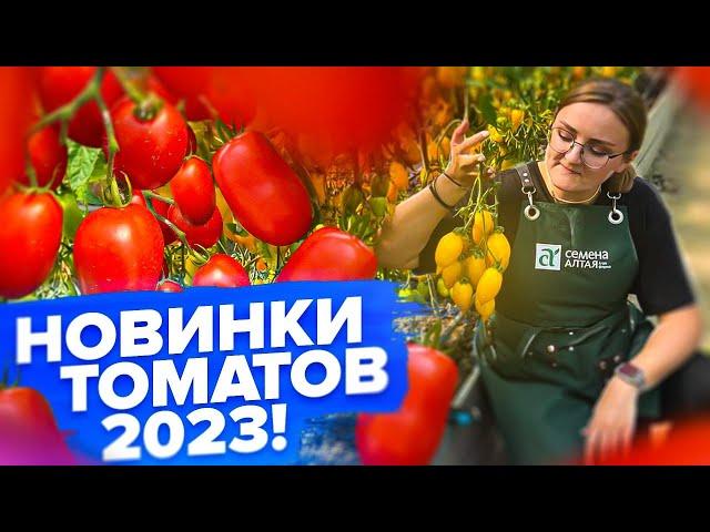 НОВИНКИ ТОМАТОВ ОТ СЕМЕНА АЛТАЯ 2023!