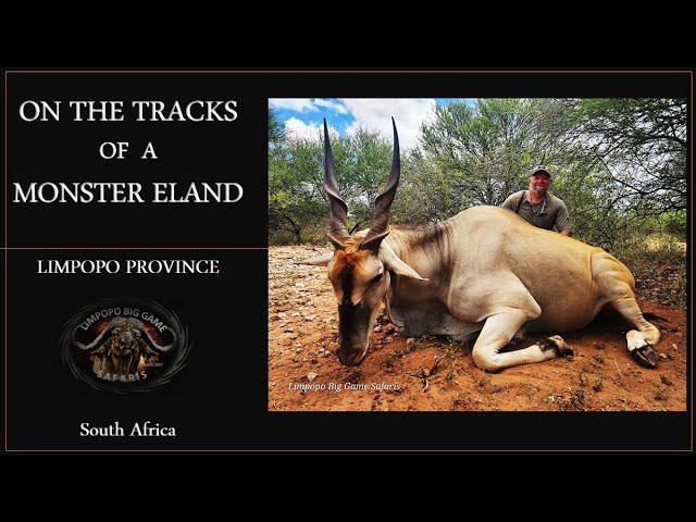 Giant Eland hunt in Limpopo South Africa