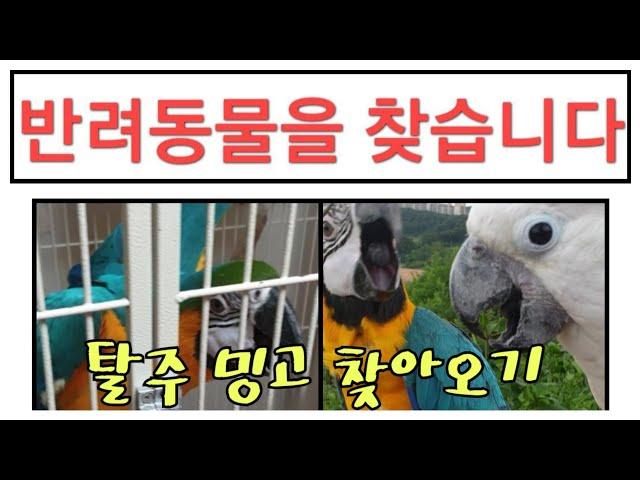 [#앵집사] 탈주한 앵무새 찾아오기