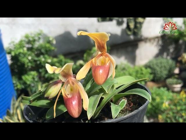 The beauty of helen orchids