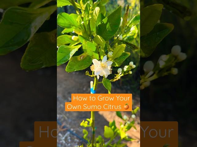 Grow Your Own Sumo Citrus  #gardening #citrus #sumo #sumocitrus #mandarin  #dekopon #shiranui