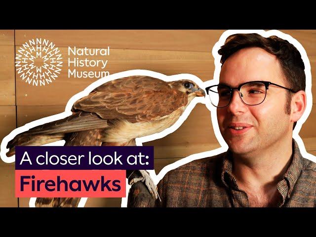 How do some birds use wildfires to their advantage? | A closer look at firehawks