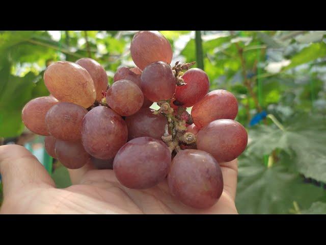 Wine fruits is here #kebunanggur