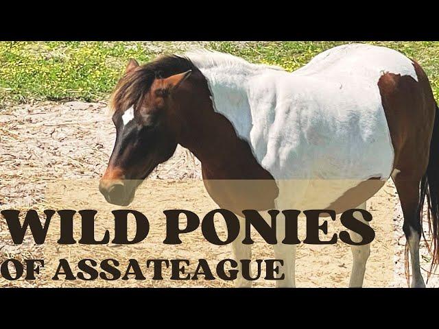 Searching for wild ponies on Assateague Island - Maryland