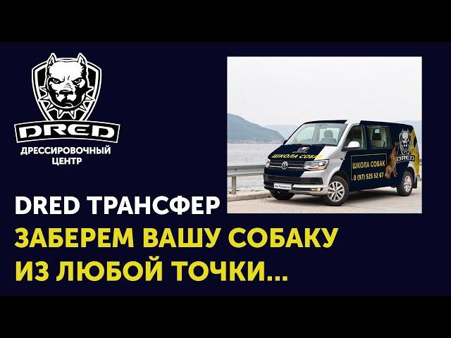 Что делать если вы находитесь далеко от Школы DRED | Услуга "Трансфер собаки" на обучение