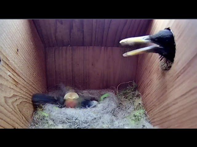 21st May 2021 - We lost a chick / another uninvited guest - Blue tit nest box live camera highlights