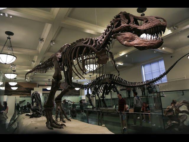 Нью-Йорк: Музей естественной истории/NYC: American Museum of Natural History