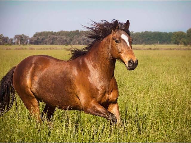 Beautiful horses in Algeria 