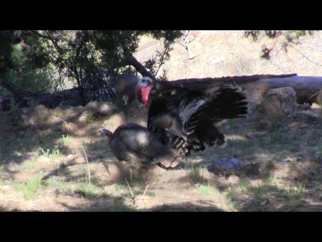 Gregs Strait's 2nd Mexico Goulds Turkey Hunt with Jay Scott