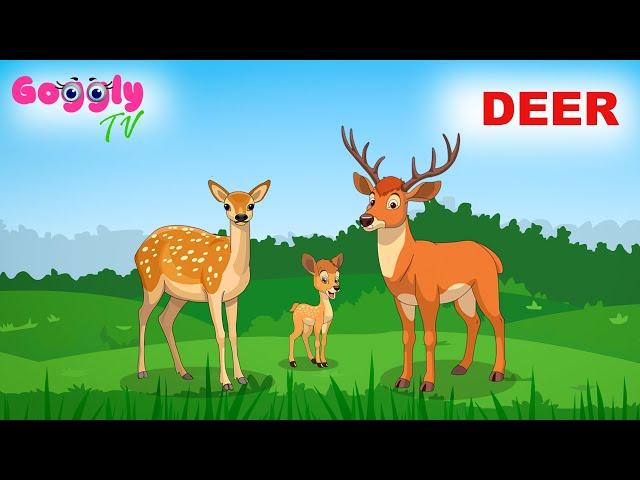 Deer Fun Facts for preschool kids | Animal series | Education and Entertainment | Cartoon Animation