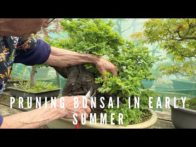 Pruning Bonsai In Early Summer