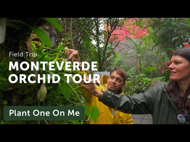 Rainy Day ORCHID GARDEN Tour in MONTEVERDE, COSTA RICA — Ep. 404