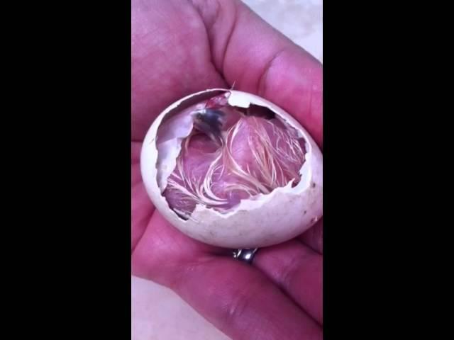An Owl Hatchling! | TRR