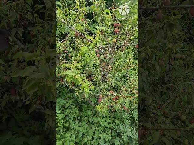 붉은매실 노천매실