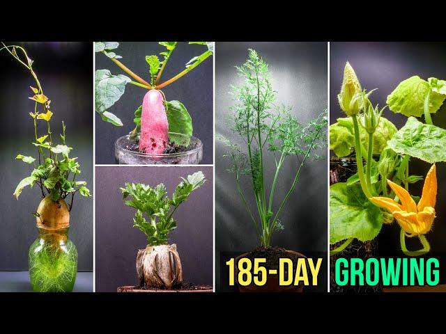 Growing Plants Time Lapse Compilation - 185 Days