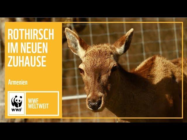 Armenien: Rothirsche finden ein neues Zuhause | WWF weltweit | WWF Deutschland