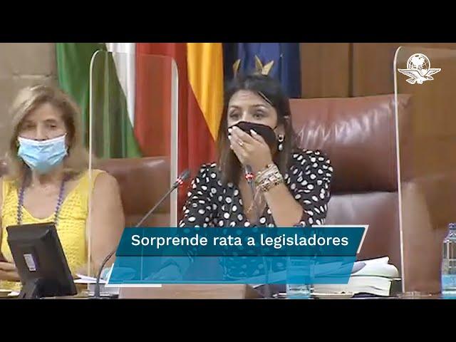 Rata irrumpe en sesión del Parlamento de Andalucía, en España