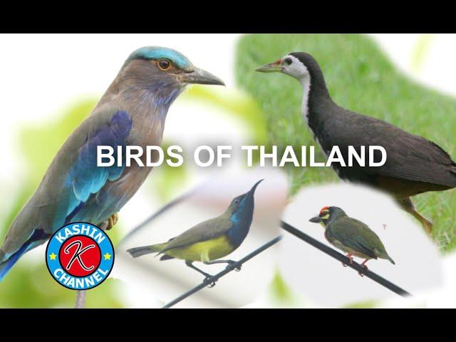 Thailand birding  trip タイの野鳥　[Kashin Channel]