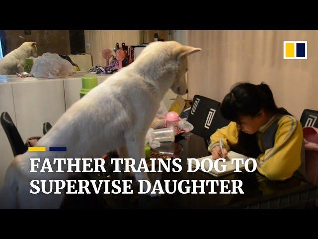 Father trains dog to supervise his daughter as she does homework in China