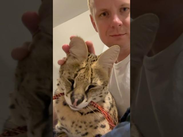 Petting a Wild Serval Cat #cat #africancat #servals #shorts