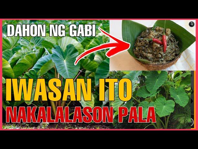 DAHON NG GABI BAKIT DAPAT IWASANG KAININ? | Bhes Tv