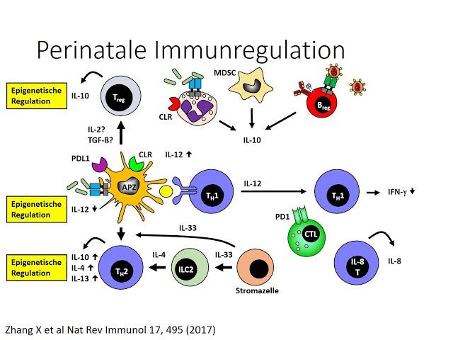 Die Entwicklung unseres Immunsystems 2