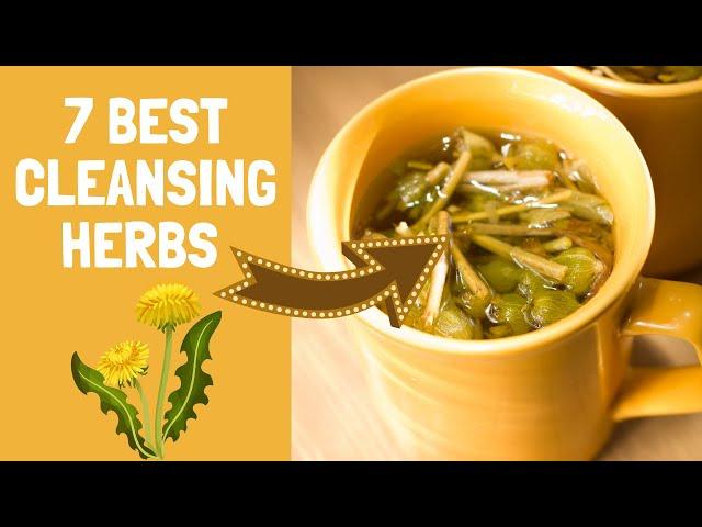 7 Strong Herbs For Natural Body Detox & Cleanse (Perfect for Tea)