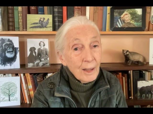 Dr. Jane Goodall's Message on World Swift Day 2024