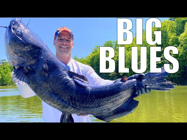 Catching BIG BLUE CATFISH on a TROTLINE! WHAT A DAY!!