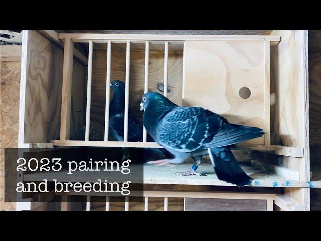 2023 pairing and breeding racing pigeons!