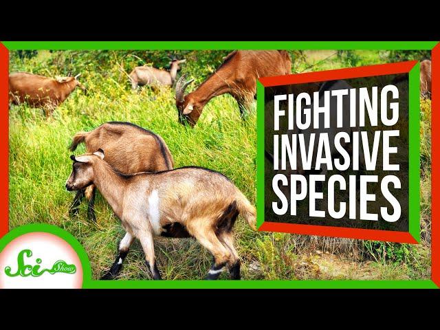 Weird Ways We've Fought Invasive Species