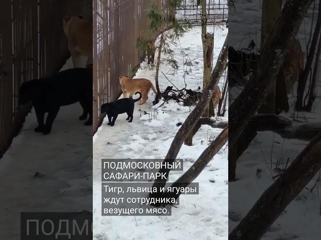 Тигр, львица и ягуары ждут сотрудника, везущего мясо. #shortvideo #animals #tiger #тигр #ягуар #лев