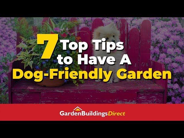 How to Make Your Garden Dog Friendly - 7 Useful Tips