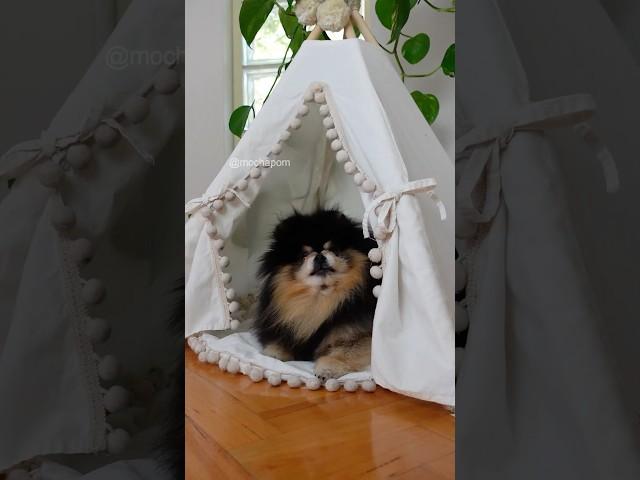 Dog takes revenge on owner throwing out toy  #dog #pomeranian