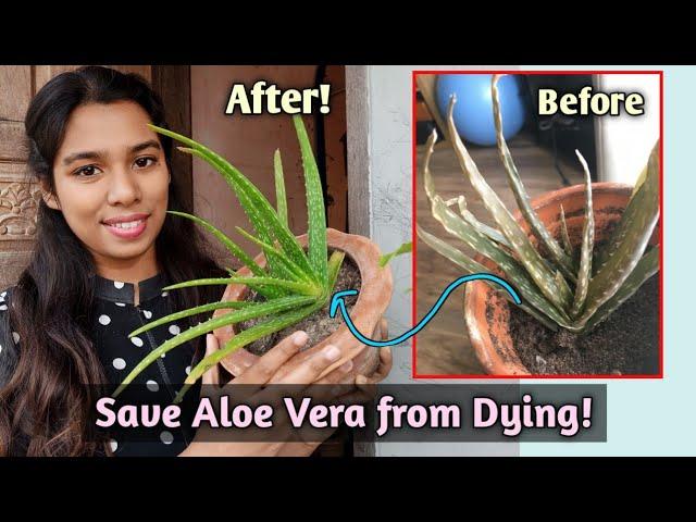 Revive Dying Aloe Vera Plant //Browning of Aloe Vera Plant// Save Aloe Vera Plant