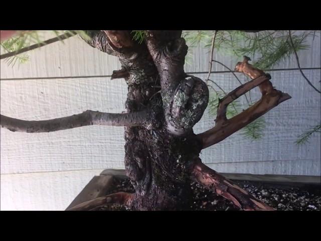 Yamadori Bonsai Canada -  Pine Bonsai - Breaking The Traditional Mold