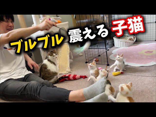 While I was having fun playing, the kitten started shaking.