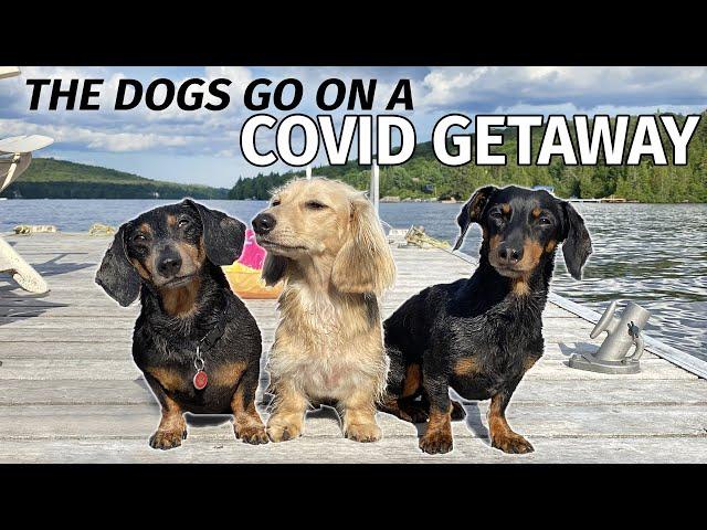 Ep#5: The Dogs Go to the Cottage for a COVID GETAWAY!