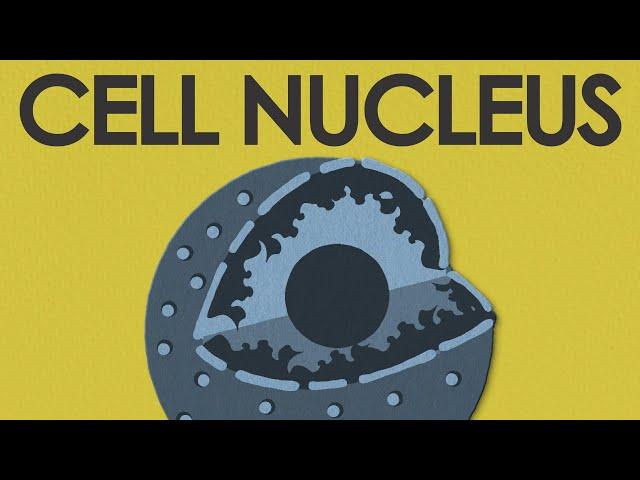 Cell nucleus: structure and function