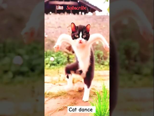 Cat dance motorcycle #cat #dance #cute #cat Aman kumar 0.4