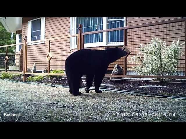 Bear vs Electric Fence