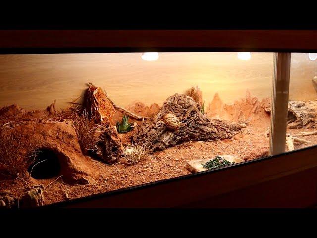 BEARDED DRAGON SETUP AND CARE