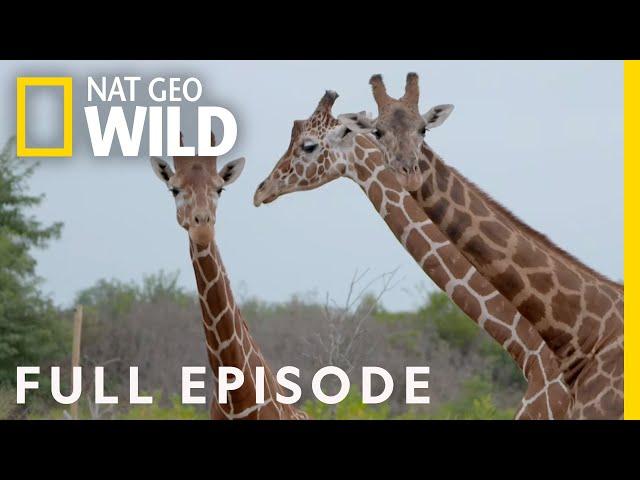 Baby Giraffes at the Zoo (Full Episode) | Secrets of the Zoo