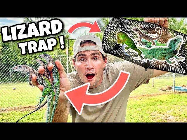 DIY LIZARD TRAP CATCHES RARE COLORFUL LIZARDS ! INSANE !!