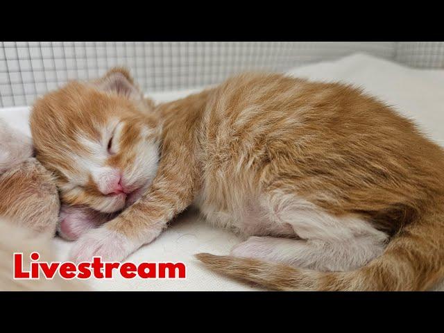 Maine Coon Kittens Livestream!