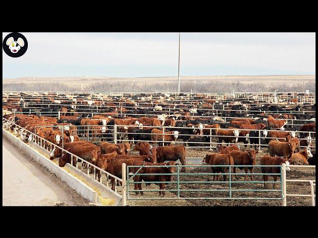 Australia's Largest Beef Farm - The Most Modern Beef Farm for the Best Quality of Meat